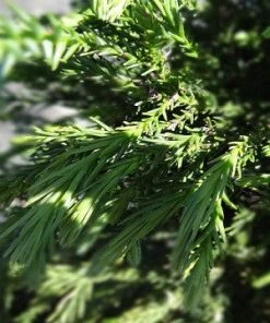 SN Cryptomeria - Radicans