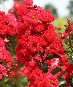 SN Crape Myrtle - First Editions® Ruffled Red Magic