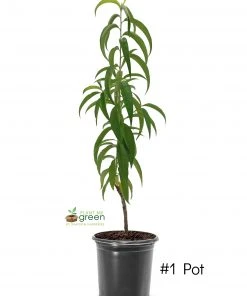 SN Peach Trees - Ruston Red