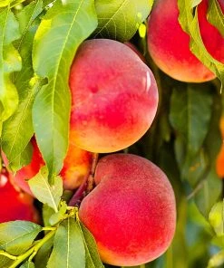 SN Peach Trees - Ruston Red