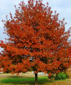 SN Oak - Shumard SHADE COLLECTION