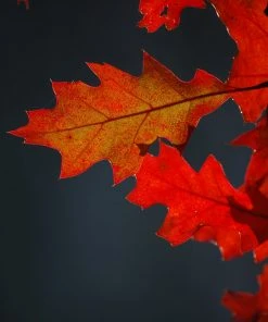 SN Oak - Shumard SHADE COLLECTION