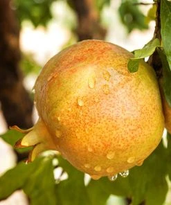 SN Pomegranate Trees - Sirenevyi