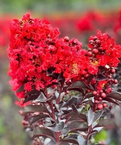 Plant Me Green Crape Myrtle - First Editions® Sunset Magic⢠FLOWERING COLLECTION