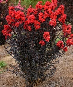 Plant Me Green Crape Myrtle - First Editions® Sunset Magic™ FLOWERING COLLECTION