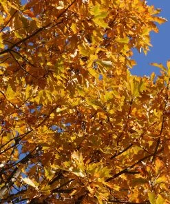 SN Oak - Swamp White SHADE COLLECTION