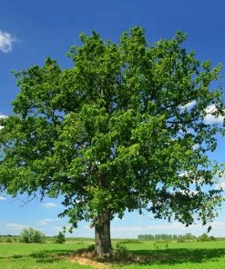 SN Oak - Swamp White SHADE COLLECTION