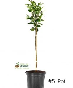 SN FRUIT COLLECTION Pear Trees - Tenn