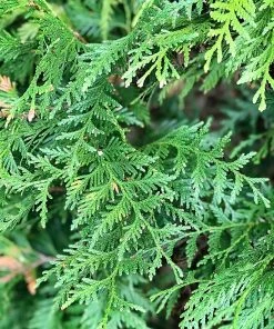SN EVERGREEN COLLECTION Arborvitae - Thuja Green Giant