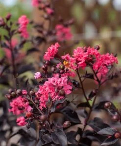 SN Crape Myrtle - First Editions® Twilight Magic™ FLOWERING COLLECTION