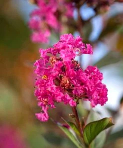 SN Crape Myrtle - First Editions® Twilight Magic⢠FLOWERING COLLECTION