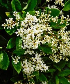 SN Other Flowering Plants Ligustrum - Waxleaf