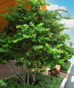 SN Other Flowering Plants Ligustrum - Waxleaf