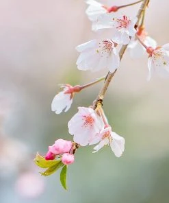 SN FLOWERING COLLECTION Cherry - Weeping Yoshino (Flowering)