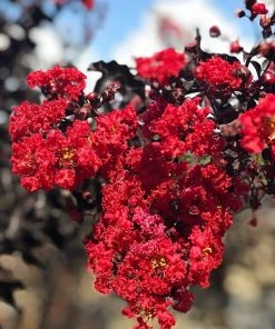 SN Crape Myrtle - Black Diamond Red Hot