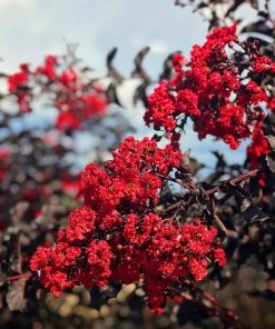 SN Crape Myrtle - Black Diamond Red Hot