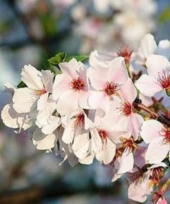 SN FLOWERING COLLECTION Cherry - Yoshino (Flowering)